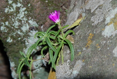 Delosperma