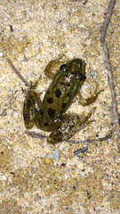 Lithobates septentrionalis