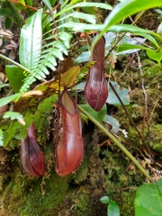 Nepenthes tentaculata
