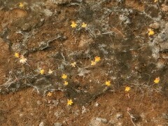 Utricularia chrysantha