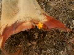 Utricularia chrysantha