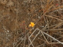 Utricularia chrysantha
