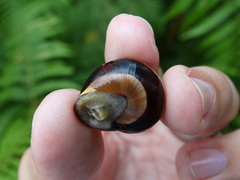 Cepaea nemoralis