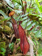 Nepenthes tentaculata