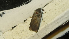 Spodoptera frugiperda