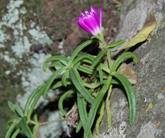 Delosperma