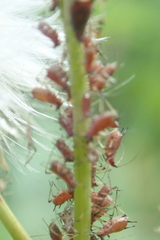 Macrosiphum rosae