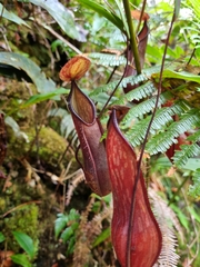 Nepenthes tentaculata