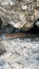 Podarcis melisellensis