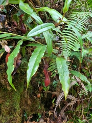 Nepenthes tentaculata