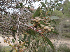 Eucalyptus arenacea