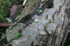 Mycena subcaerulea