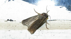 Spodoptera frugiperda
