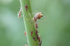 Macrosiphum rosae