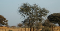 Vachellia