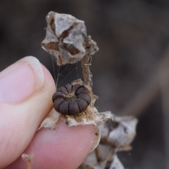 Malva multiflora