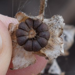 Malva multiflora