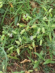 Silene procumbens