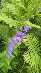 Campanula rapunculoides