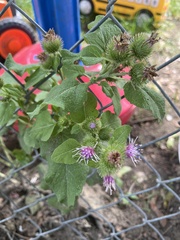 Arctium tomentosum