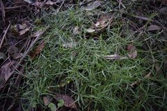 Brachyscome graminea