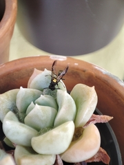 Myrapetra