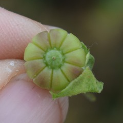 Malva multiflora