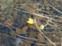 Nymphoides aurantiaca