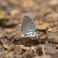 Celastrina lavendularis