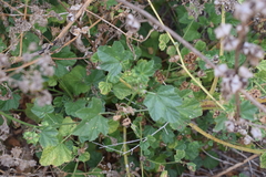 Malva multiflora