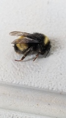 Bombus terricola