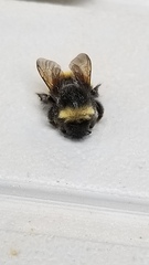 Bombus terricola