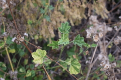 Malva multiflora