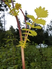 Packera sanguisorbae