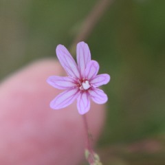Epilobium brachycarpum