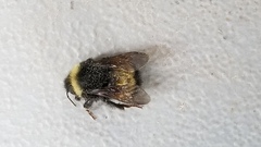 Bombus terricola