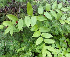 Streptopus lanceolatus