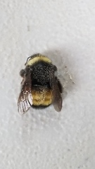 Bombus terricola