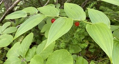 Streptopus lanceolatus