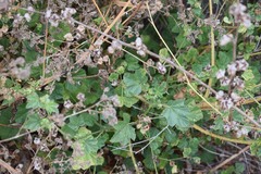 Malva multiflora