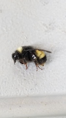 Bombus terricola