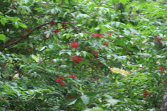 Sambucus sibirica