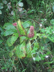 Phytolacca bogotensis