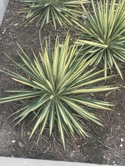 Agave angustifolia