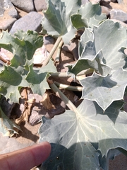 Eryngium maritimum