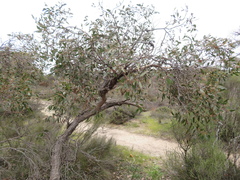 Eucalyptus arenacea