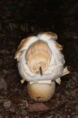 Agaricus deserticola