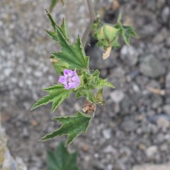 Malva multiflora