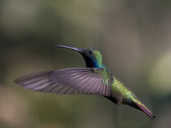 Anthracothorax nigricollis