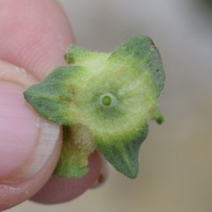 Malva multiflora